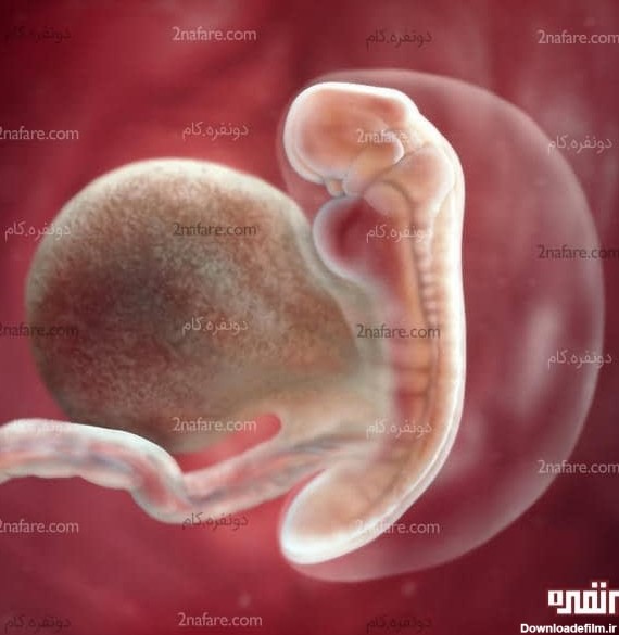 مراحل رشد جنین :: از جنین تا بلوغ
