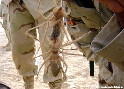 حمله‌ عنکبوت‌ ها به ارتش آمریکا+عکس