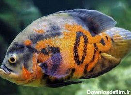 باهوش ترین ماهی های زینتی کدام هستند؟آکوابی | فروشگاه لوازم آکواریوم