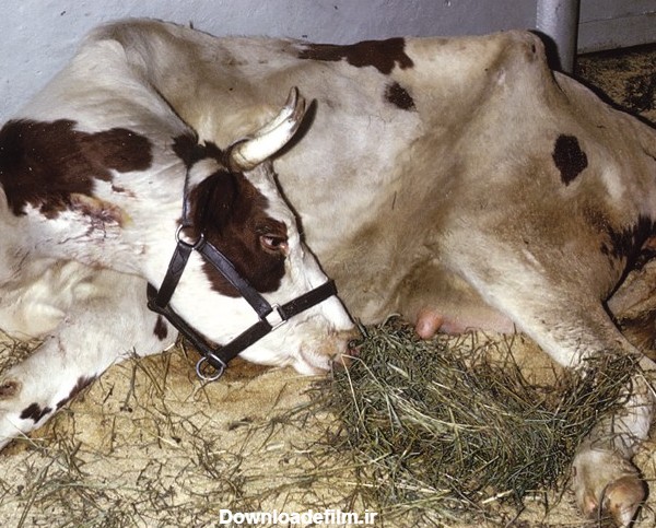 فلج شدن گاو پس از زایمان و درمان تب شیر