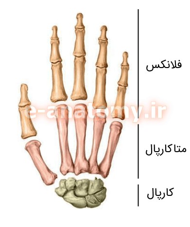 استخوان های دست: کارپال، متاکارپال و فلانکس | ویکی آناتومی