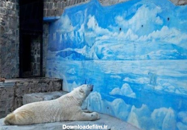 آرزوی متفاوت یک خرس قطبی در باغ وحش! (عکس)