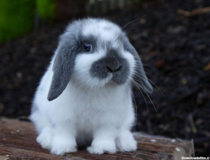 خرید خرگوش لوپی آنلاین