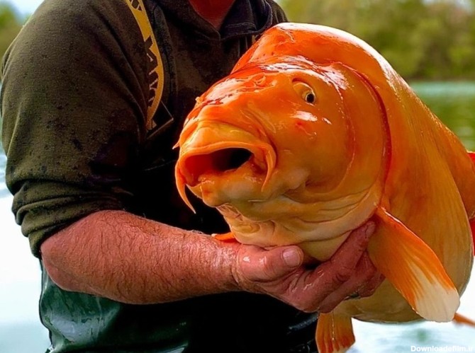 صید بزرگترین ماهی قرمز جهان/ تصویر