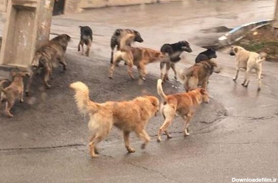 تعداد سگ‌های ولگرد در ایران ۸ برابر ترکیه - مشرق نیوز