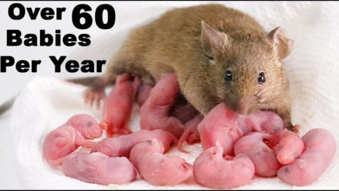 ۶۰ بچه موش هر سال از یه موش بالغ متولد میشه / موش و بچه هایش