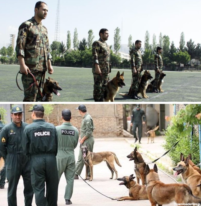 سگ هاي پليس ايران ( سپكا) | طرفداری