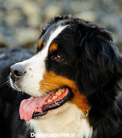 عکس سگ از نژاد های مختلف (هاسکی، ژرمن، پشمالو) | ستاره