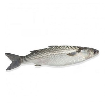 ماهی بیاح تازه جنوب - خرید، خواص و قیمت - فیش دلیوری