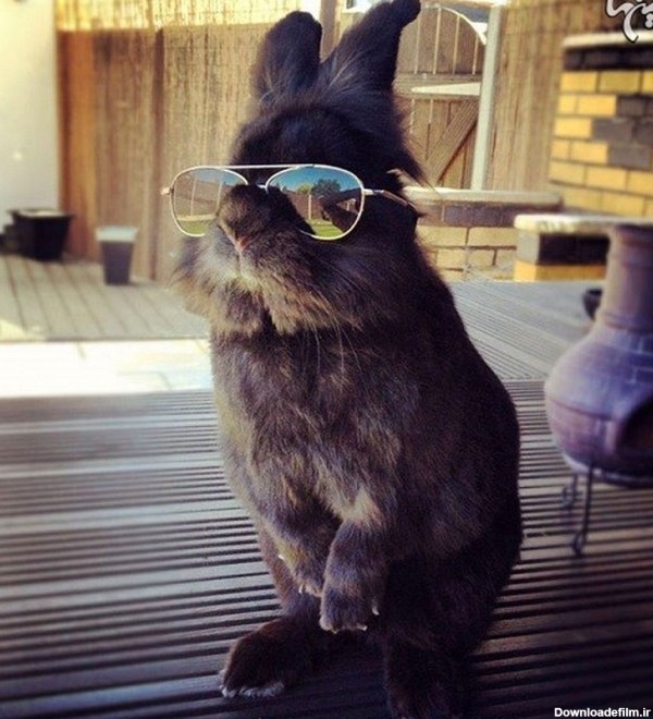 خرگوش با عینک آفتابی؛ سوژه فتوشاپ‌کاران اینترنت شد