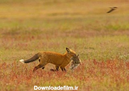 نزاع عقاب سرسفید با روباه قرمز بر سر شکار