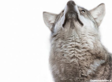 گرگ‌ها با استفاده از حركات دست و صورت با همديگر صحبت مي‌كنند. موقعيت‌هاي مختلف سر، گوش‌ها، دم‌ و لب‌ها معاني مختلفي از طرف گرگ آلفا كه رهبر گروه است براي سايرين دارد. براي گروه گرگ‌ها اولين و آخرين حرف از آن آلفاست.