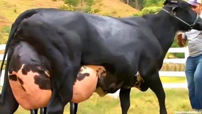 ویدئو) بیشترین شیرجهان را این گاو تولید می کند؛ 127 کیلوگرم شیر در ...
