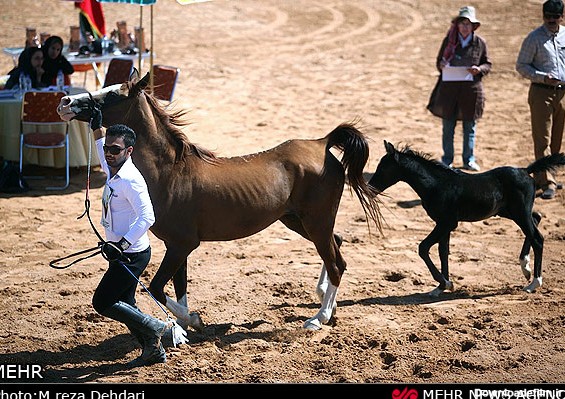 تصاویر/جشنواره اسب های اصیل ایرانی