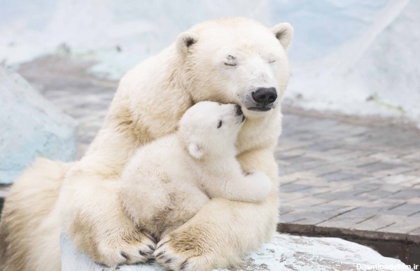 عکس نوشته خرس قطبی