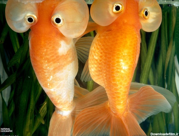 ماهی قرمز چشم پفی (+عکس)