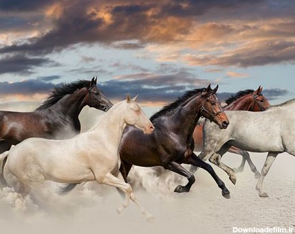 عکس با کیفیت از گله اسب های وحشی سیاه و سفید