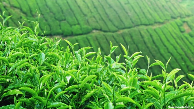 چای سبز لاهیجان و خواص آن - مانترا