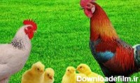 بانگ خروس - صدای مرغ - صدای جوجه ها - صدای حیوانات