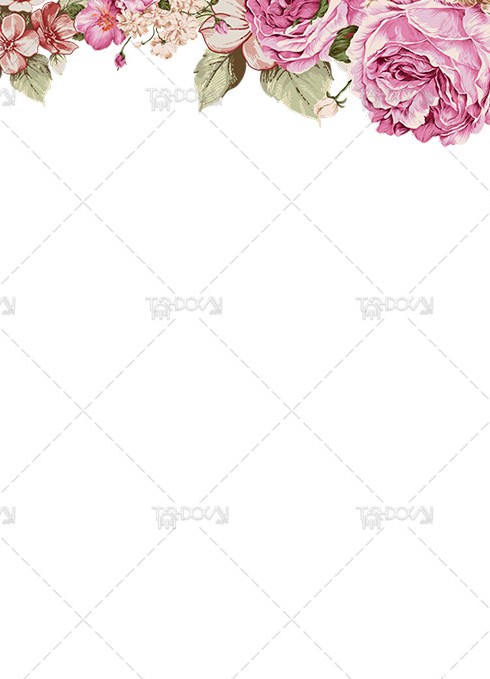 گل رز صورتی PNG دوربری شده با کیفیت و سایز بالا و طراحی زیبا