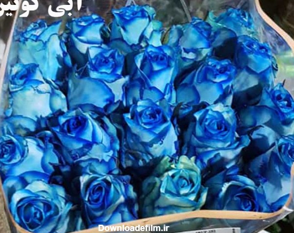 گل رز هلندی رنگ خاص - رزپک: گل و لوازم گلفروشی