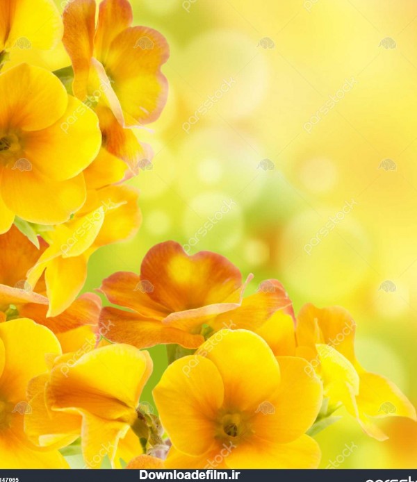 گل زرد در پس زمینه سفید گل پامچال بهار 1147065