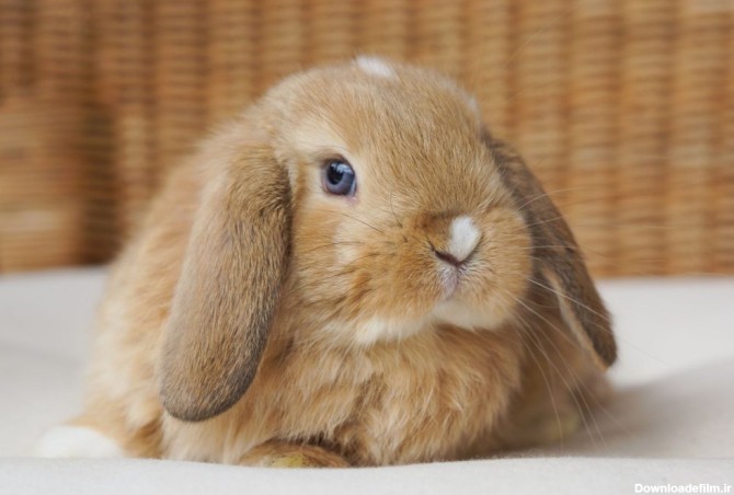 فروش بهترین نژاد خرگوش لوپ اینترنتی