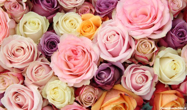 معنی رنگ گل رز : رنگ‌های مختلف گل رز چه معنایی را منتقل می‌کنند؟ + ...