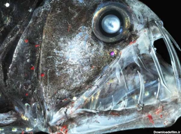 از دیدن این ماهی ها وحشت نکنید! | تصاویری دیدنی از عجیب ترین ماهی ...