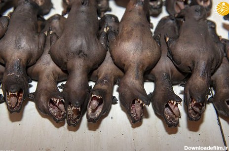 تصاویر: سوخاری سگ، خفاش، مار و میمون در یک بازار وحشتناک (+۱۶)