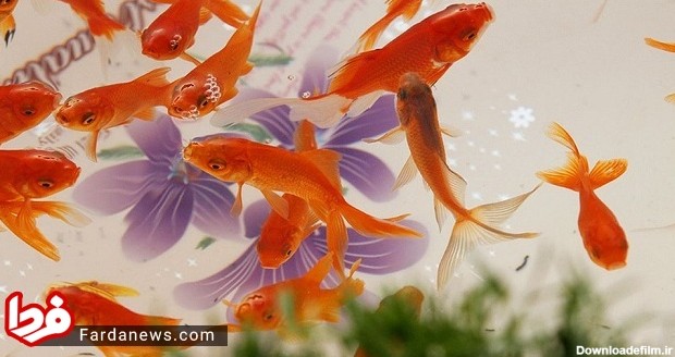 ۱۲ اشتباه مرگبار در نگهداری از ماهی‌ قرمز عید