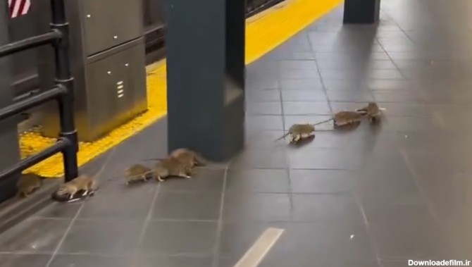 هجوم موش ها به متروی نیویورک
