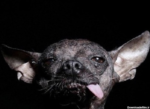 جشنواره «زشت‌ترین سگ دنیا» در سال 2015 + تصاویر
