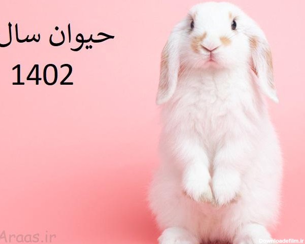 حیوان سال 1402 / مشخصات متولدین سال خرگوش