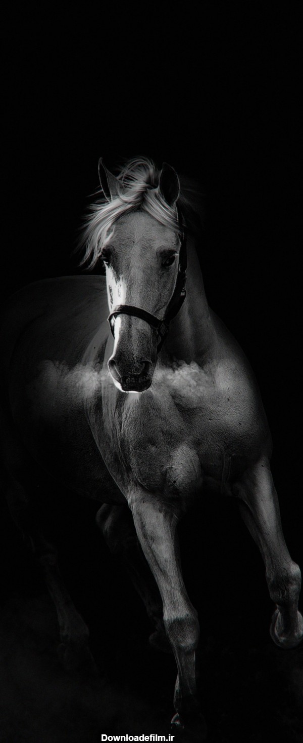 تصویر زمینه اسب برای گوشی - مجله نورگرام