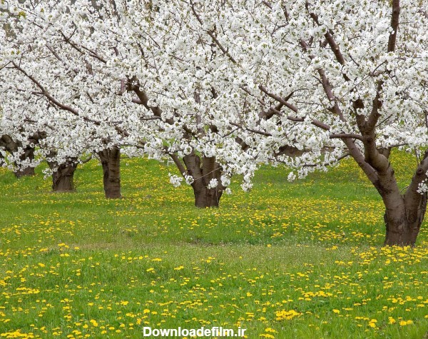 عکس طبیعت بهاری زیبا درختان میوه در آغاز فصل بهار