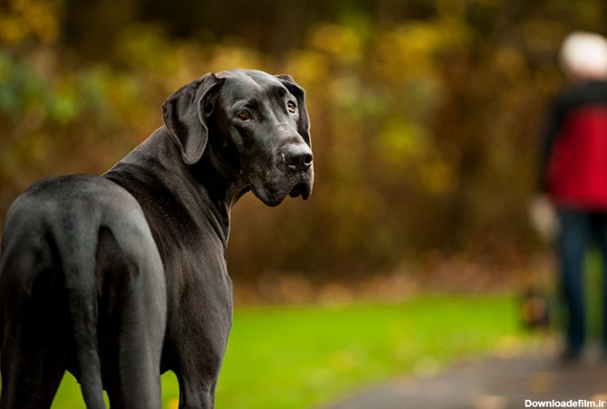 مشخصات کامل، قیمت و خرید نژاد سگ گریت دین (Great Dane) | پت راید