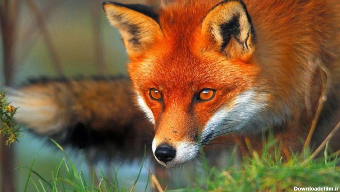 قتل روباه‌ها در برخی بوستان‌های جنگلی تهران به خاطر دم ...