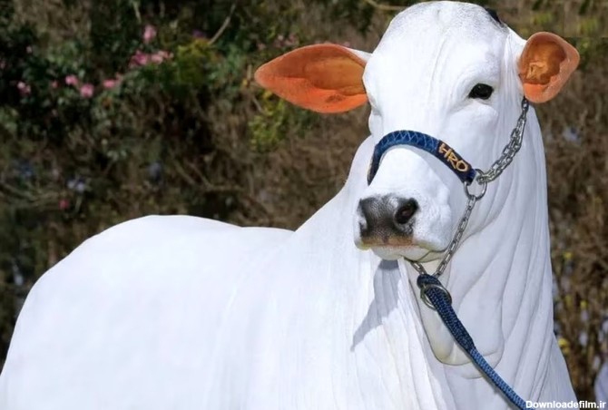 فرارو | (عکس) این گاو سفید، ۲۰۰ میلیارد تومان قیمت دارد!