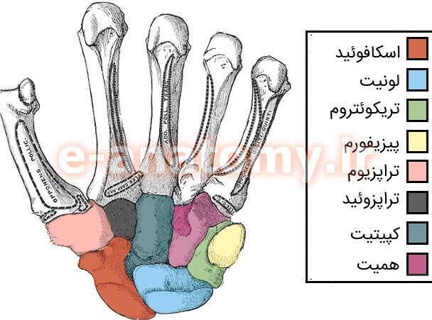استخوان های دست: کارپال، متاکارپال و فلانکس | ویکی آناتومی