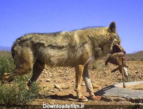شکار بره آهو توسط گرگ ها در پناهگاه حیات وحش میاندشت | دیده بان ...