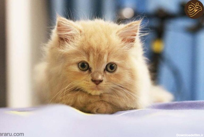 فرارو | (تصاویر) ۱۰ گربه که در بزرگسالی شبیه بچه گربه‌ها هستند!
