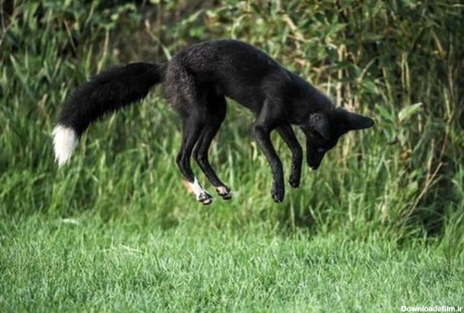 روباه سیاه نادر درحال شکار موش +عکس