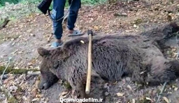 شکارچی خرس قهوه ای در گلستان بازداشت شد / او در کنار شکارش عکس ...