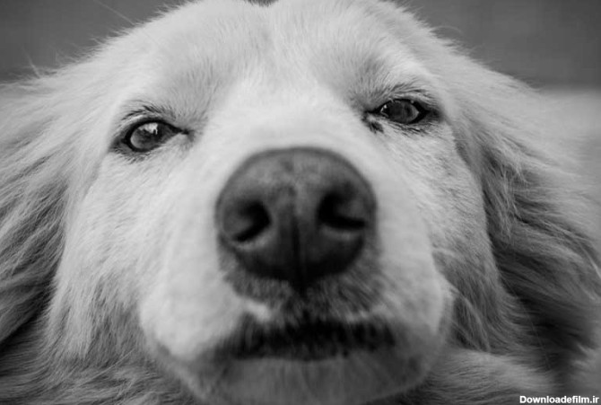 دانلود تصویر سیاه و سفید صورت سگ | تیک طرح مرجع گرافیک ایران