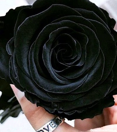 عکس گل رز مشکی زیبا برای پروفایل