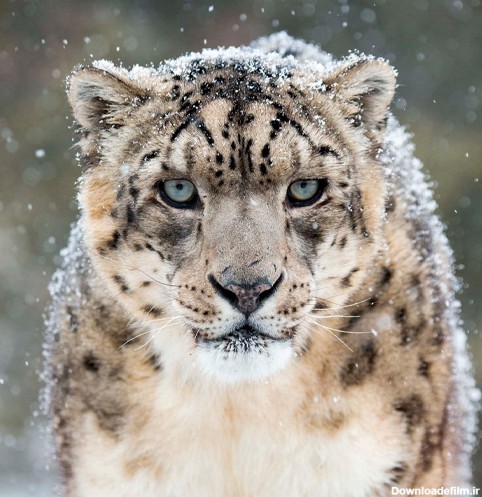 Snow Leopard Wallpapers - برنامه‌ها در Google Play