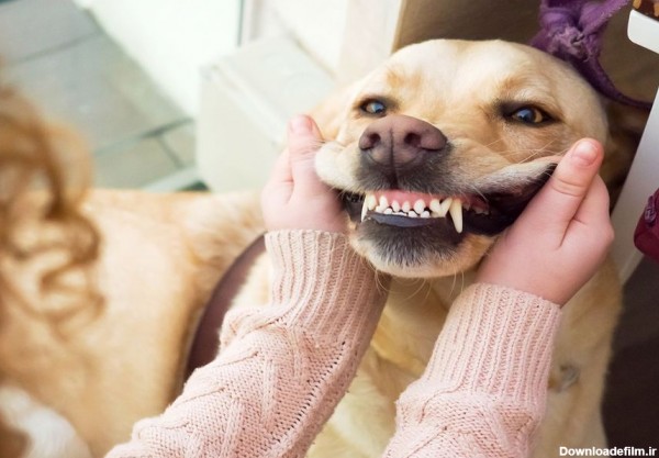 هرآنچه که لازمه درمورد دندان‌ سگ و بیمارهای اون بدونید - پت پرس