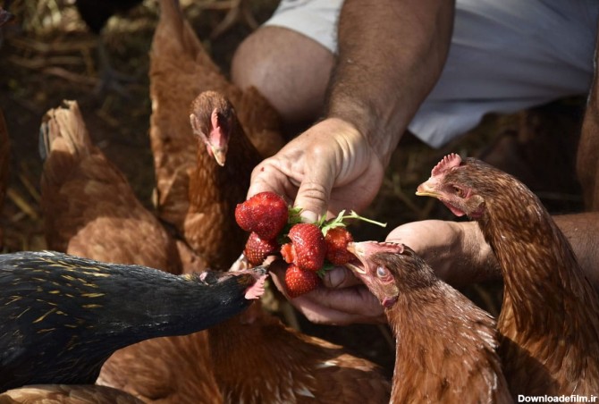 16 غذای سالم برای تغذیه مرغ تخم‌گذار | فارمی کالا