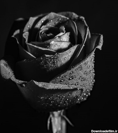 عکس گل پژمرده برای پروفایل + تصاویر غمگین از گل های زیبا